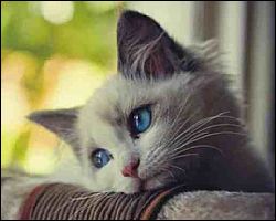 Sad-Cat-1