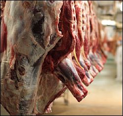 Slaughterhouse_cattle_bodies