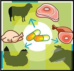 antibiotics-in-meat1