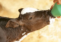 calf-scour-diarrhea-program