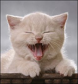 laughing_kitten