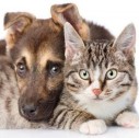 اطلاعات اشتباه برخی در مورد توکسوپلاسموز در گربه‌ها باعث ایجاد رعب و وحشت بی‌مورد در مردم شده است/ پشت پرده افرادی که سگ‌ها را تهدید اصلی حیات‌وحش معرفی می‌کنند