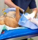 رکورد تعداد جراحی عقیم‌سازی در یک روز شکست/ عقیم‌سازی ۱۵۰ قلاده سگ در یک روز توسط دامپزشکان داوطلب اصفهانی